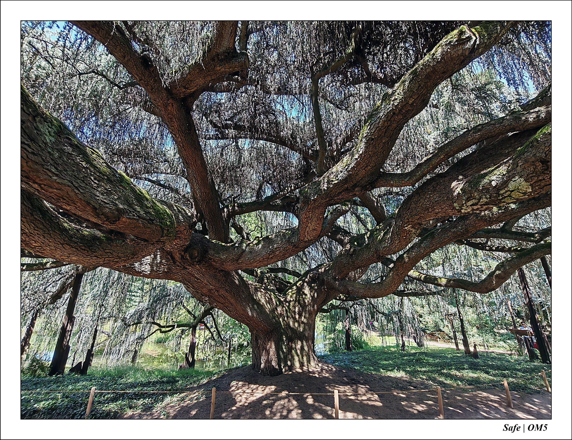 2025 - 08 - Vallée des loups - 25